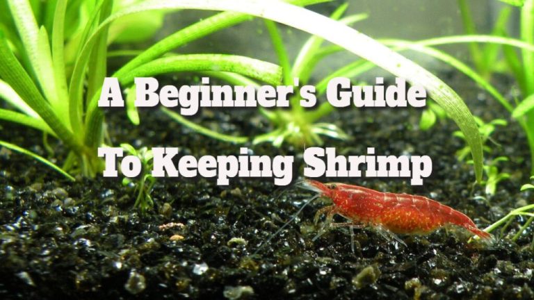 Shrimp Care Essentials for Beginners: Your Quick Guide