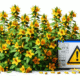 Herbal Interactions with Medications in the UK Explained