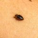 Identifying, Treating, and Preventing Bed Bug Infestations