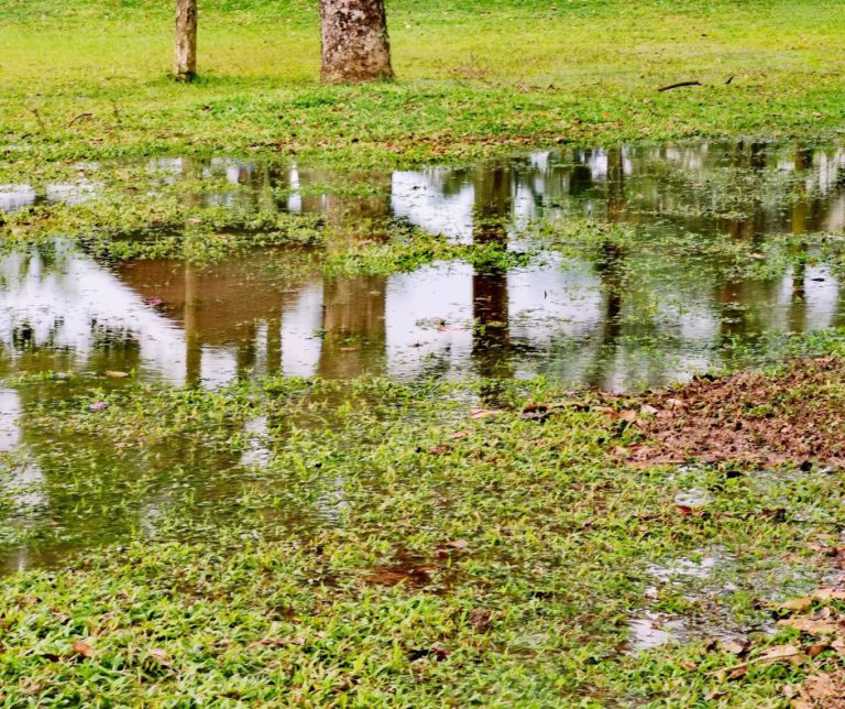 Stormwater Drain Solutions: Exploring Causes in Wollongong