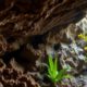 Belizean Caves: Uncovering Archaeology and Ecosystems