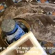 Victorian Tiles Restoration: A Complete Guide to Revive Them