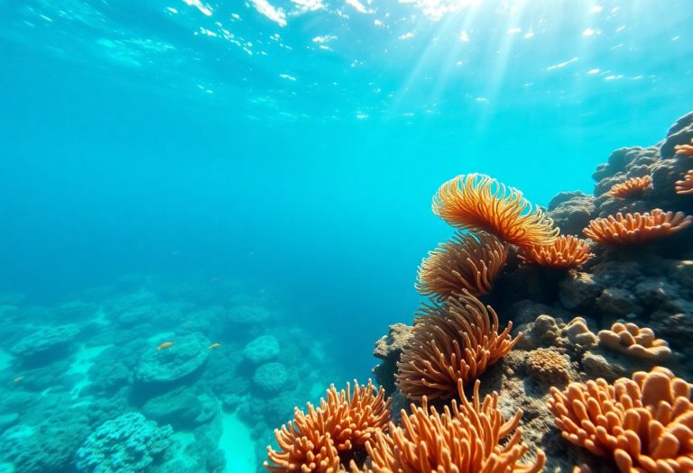 Belize Barrier Reef Snorkeling: Best Locations and Wildlife