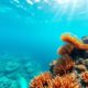 Belize Barrier Reef Snorkeling: Best Locations and Wildlife