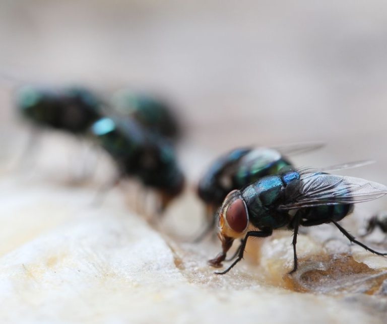 Maggot Extermination Tips for Sydney Properties
