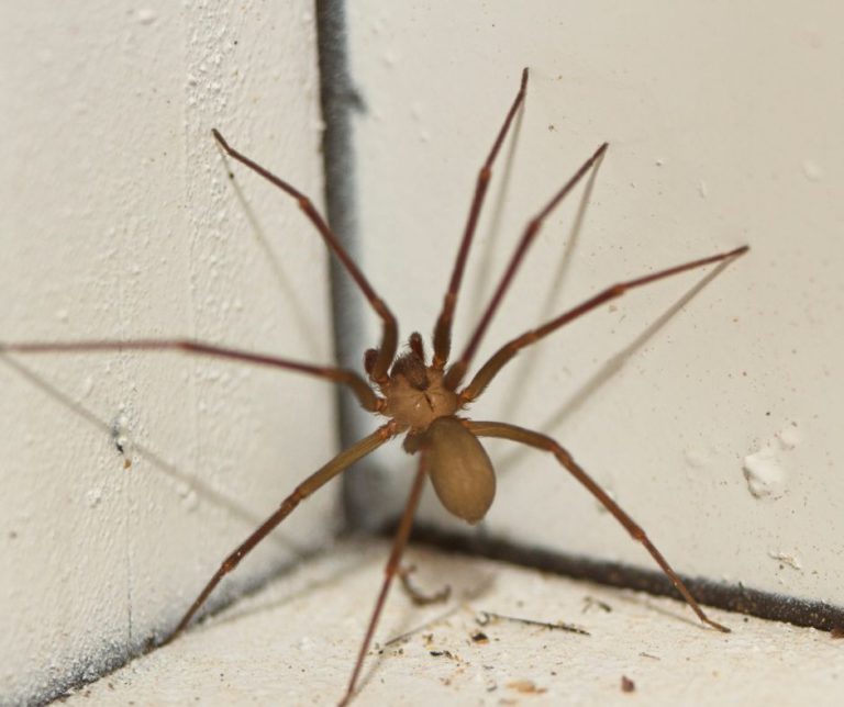 Spider Pest Control Strategies for Effective Removal