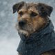 Weather-Resistant Pet Gear: Essential Must-Haves