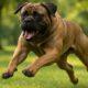 Bigger Dogs and Aggression: Uncovering the Truths