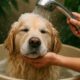Water Conservation Tips for Pet Baths in Every Home