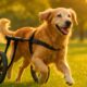 Mobility Aids for Dogs: Help Your Senior Pet Stay Active