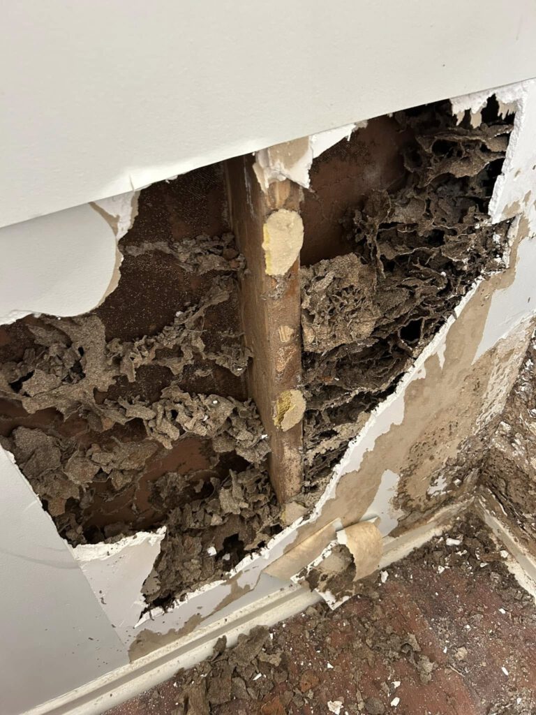 Termite Inspection Timing: Winter Tips for Sydney Residents
