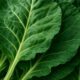 Collard Greens Recipe: Nutritious Slow-Cooked Dinner Delight