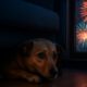 Firework Phobia Solutions for Easing Your Pets’ Stress