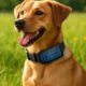 Solar-Powered Gadgets: Innovative Eco-Friendly Solutions for Pets