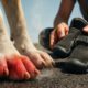 Pavement Safety for Dogs: Crucial Tips for Hot Weather