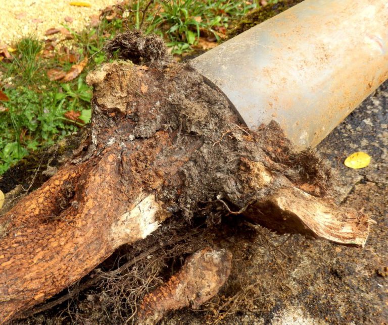 Tree Roots in Drains: Tackling Wollongong’s Issue