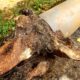 Tree Roots in Drains: Tackling Wollongong’s Issue