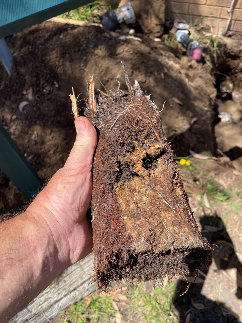 tree roots