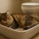 Litter Box Training Tips for Caring for Your Cat