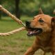 Hemp Leashes for Dogs: Strong and Durable Choices