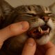 Teeth Brushing Kits for Cats: Top Oral Care Strategies