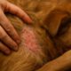 Flea Surge Control: Top Fall Tips to Protect Your Pets