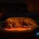 Temperature-Controlled Beds: The Ultimate Comfort for Pets