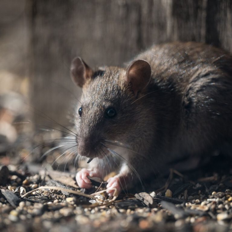Rodent-Proof Your Home: Top Tips to Keep Rats Away