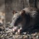 Rodent-Proof Your Home: Top Tips to Keep Rats Away
