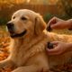 Flea Control for Pets: Tips to Prevent Autumn Infestations