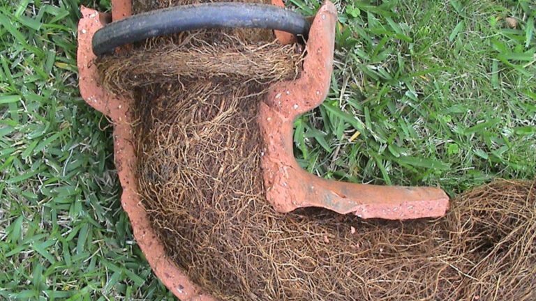 Tree Roots in Drains: Challenges for Sutherland Shire Homes