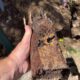 Tree Roots Blocking Pipes: Solutions for Pool Issues